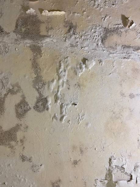 Best Fast Mold Removal  in Baxter Village, SC