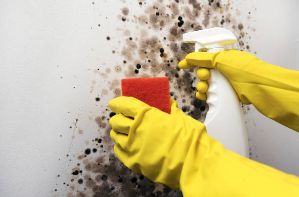Best Certified Mold Removal  in Baxter Village, SC