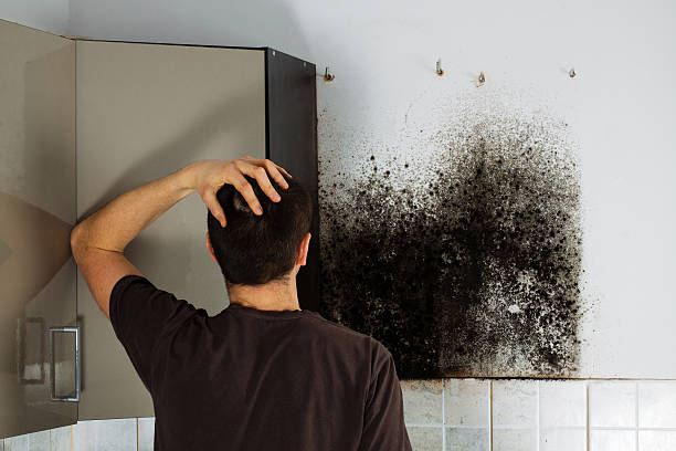 Attic Mold Removal in Baxter Village, SC